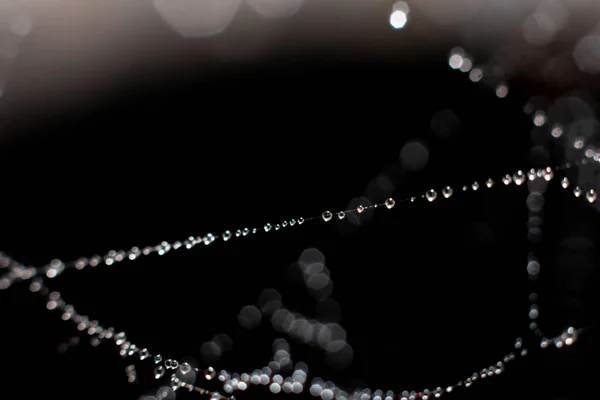 Natural Background Made Thin Garland Thread Spiderweb Plenty Spheric Water — Stock Photo, Image