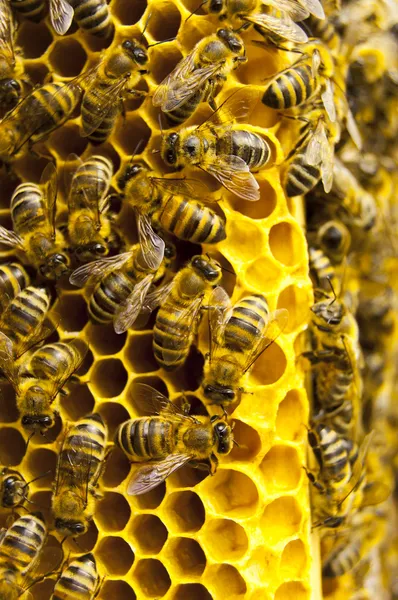 Μακροεντολή της μέλισσας εργασίας στο honeycells — Φωτογραφία Αρχείου