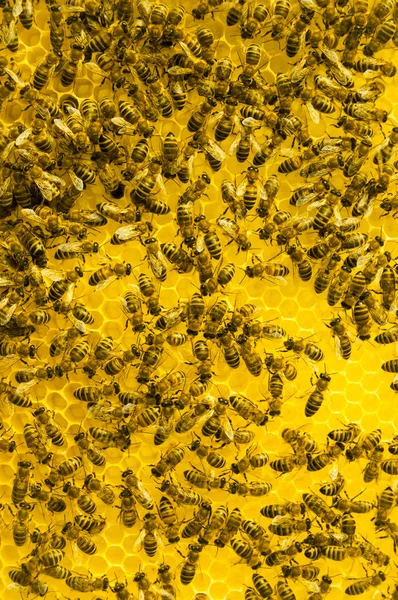 Μακροεντολή της μέλισσας εργασίας στο honeycells — Φωτογραφία Αρχείου