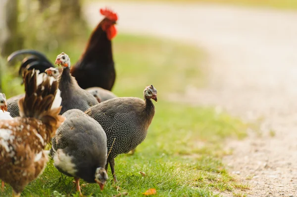 Poultry Outdoor — Stock Photo, Image