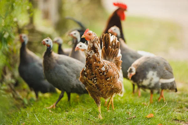 Poultry Outdoor — Stock Photo, Image