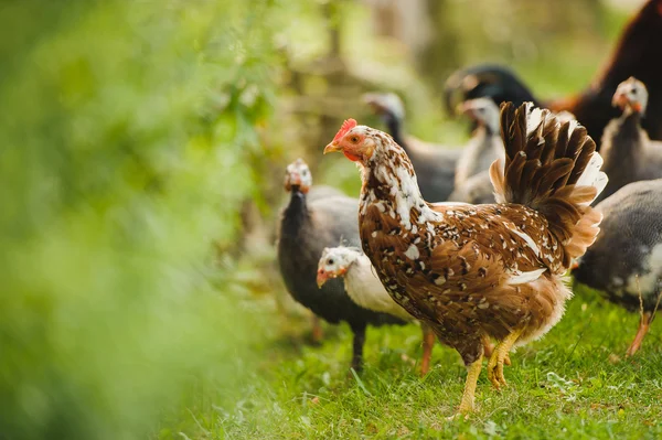 Poultry Outdoor — Stock Photo, Image
