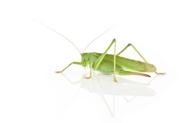 Tettigonia viridissima