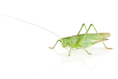 Tettigonia viridissima