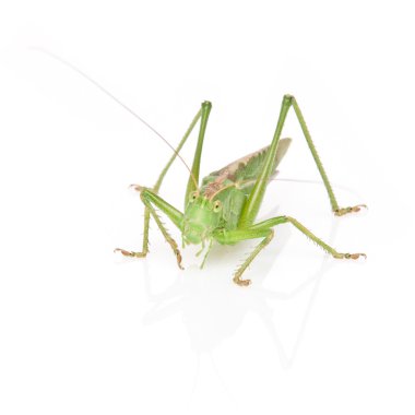 Tettigonia viridissima