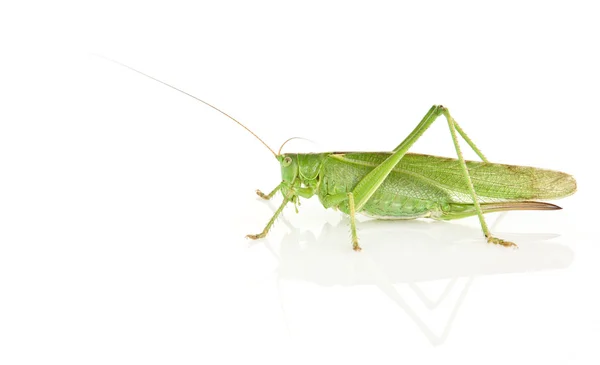 Tettigonia viridissima — Photo