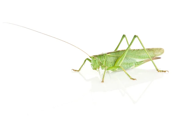 Tettigonia viridissima — Foto de Stock