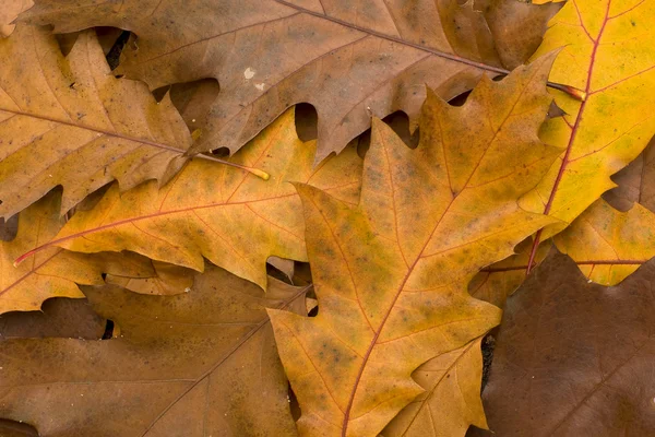 Feuilles de chêne — Photo