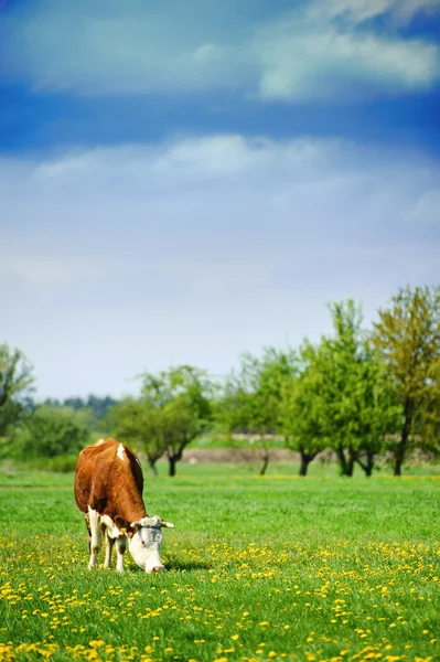 Vacas alimentícias — Fotografia de Stock