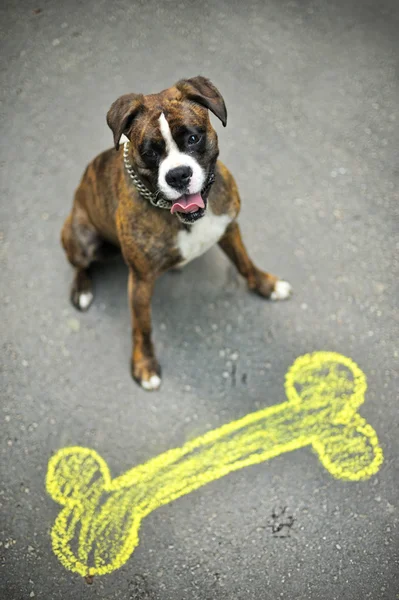 Mutlu köpek boxer — Stok fotoğraf