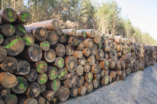 Lombos de madeira de pinheiro — Fotografia de Stock