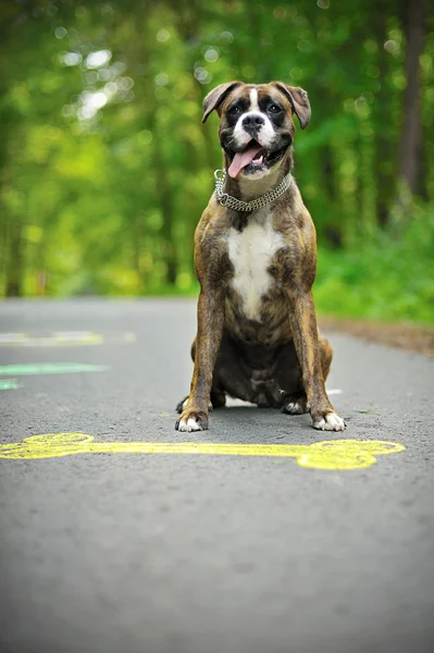 mutlu köpek boxer