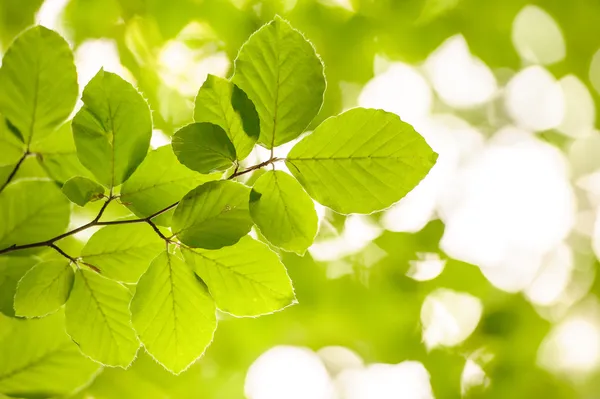 Alder Tree Branch — Stock Photo, Image