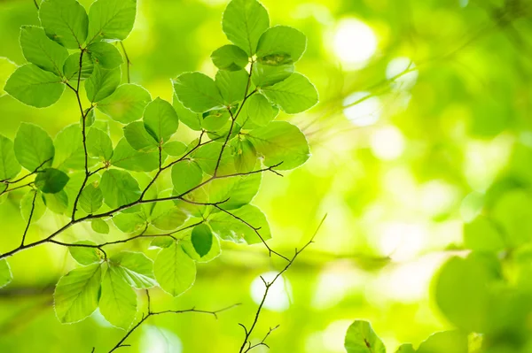 Alder Tree Branch — Stock Photo, Image