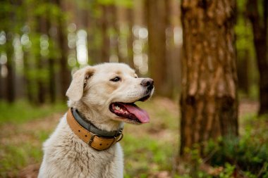 İki tip tasma takan köpek, pire ve kene kovma tedavisi ve deri yaka. Şirin labrador tarzı beyaz köpeğe kene ve pire tasması takmak. Güvenli ve mutlu köpek kavramı.