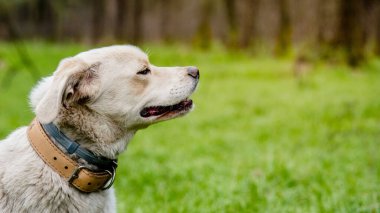 İki tip tasma takan köpek, pire ve kene kovma tedavisi ve deri yaka. Şirin labrador tarzı beyaz köpeğe kene ve pire tasması takmak. Güvenli ve mutlu köpek kavramı.