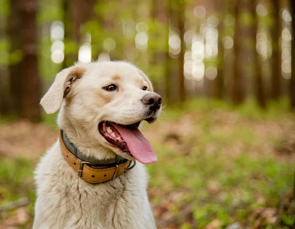 İki tip tasma takan köpek, pire ve kene kovma tedavisi ve deri yaka. Şirin labrador tarzı beyaz köpeğe kene ve pire tasması takmak. Güvenli ve mutlu köpek kavramı.