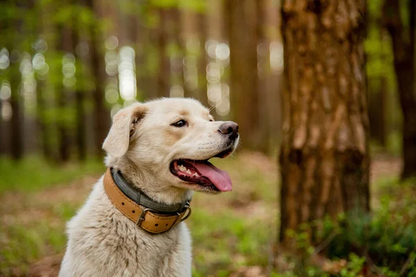 Dog Wearing Two Types Collar Flea Tick Repel Treatment Leather — Stock Photo, Image