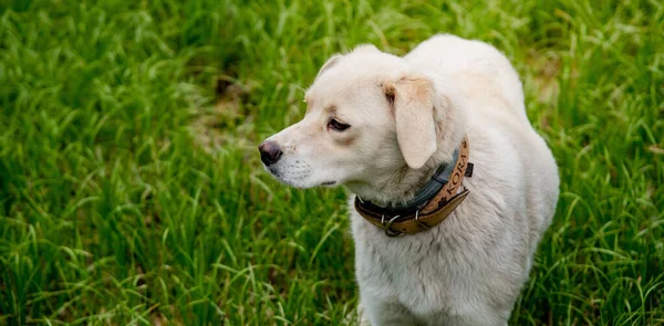 Perro Con Dos Tipos Collar Pulgas Garrapatas Repelen Tratamiento Collar — Foto de Stock