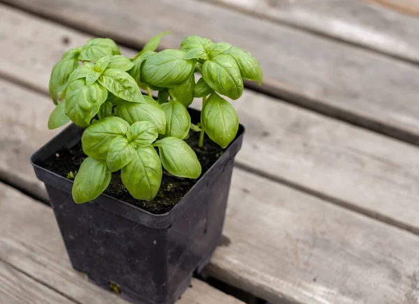 Frisches Grünes Basilikum Auf Holzboden Dichte Grüne Blätter Eines Aromatischen — Stockfoto