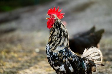 Geleneksel tavuk çiftliğinde tavuklar. Altın Saat. Horoz çiftlikte, yakın mesafede..