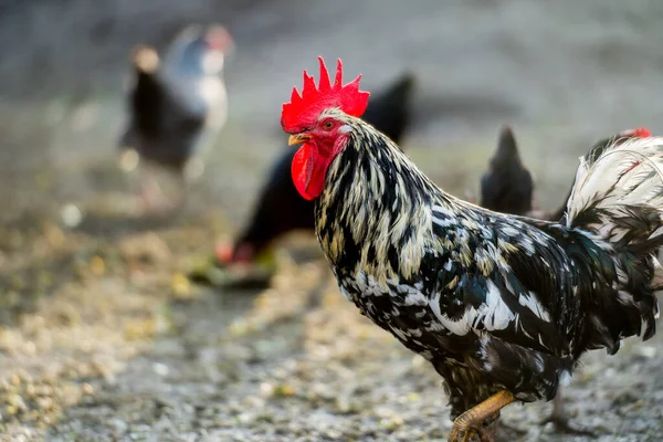 Kippen Traditionele Scharrelpluimveehouderij Gouden Uur Haan Een Scharrelboerderij Close — Stockfoto
