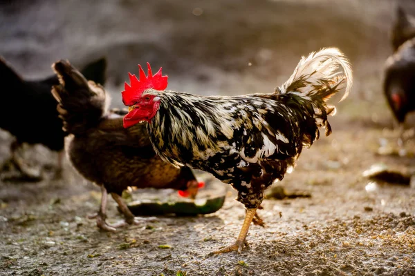 Kippen Traditionele Scharrelpluimveehouderij Gouden Uur Haan Een Scharrelboerderij Close — Stockfoto