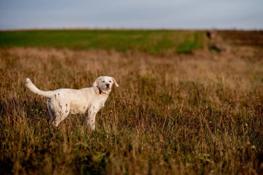 Yaz akşamı çayırında melez bir köpek. Güneş arka planda, altın saat.