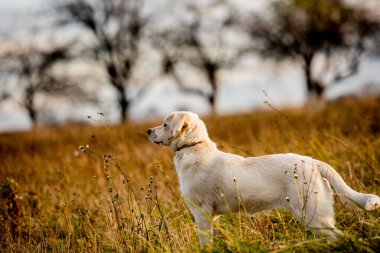 Yaz akşamı çayırında melez bir köpek. Güneş arka planda, altın saat.