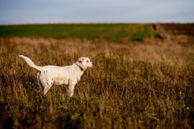 Yaz akşamı çayırında melez bir köpek. Güneş arka planda, altın saat.