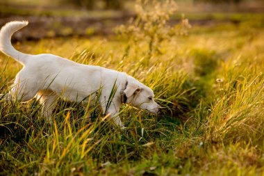 Yaz akşamı çayırında melez bir köpek. Güneş arka planda, altın saat.