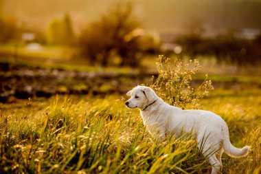 Yaz akşamı çayırında melez bir köpek. Güneş arka planda, altın saat.