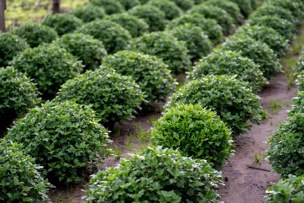 Row Chrysanthemum Seedling Modern Home Farm Agriculture Industry People — Stock Photo, Image