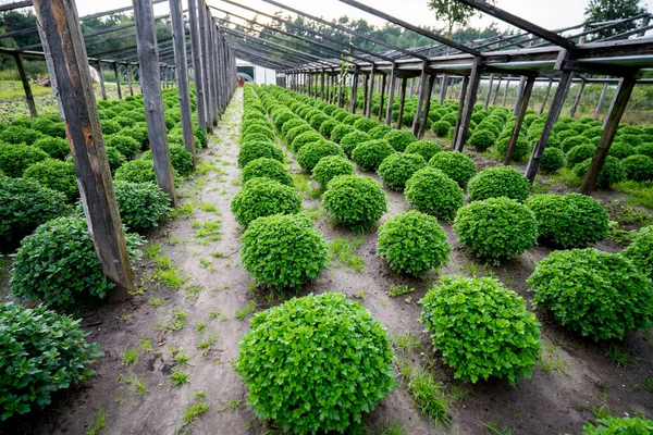 Reihe Von Chrysanthemensämlingen Moderne Bäuerliche Landwirtschaft Kein Volk — Stockfoto