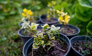 Güzel çeşitlendirilmiş genç Euonymus ürünleri siyah kaplarda.