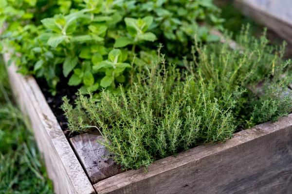 Cimbru Creștere Într Ladă Lemn Aer Liber Cultivarea Plantelor Ecologice — Fotografie, imagine de stoc