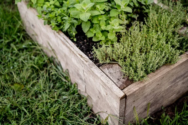 Tomillo Creciendo Una Caja Madera Aire Libre Cultivo Hierbas Orgánicas —  Fotos de Stock