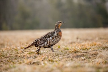 Vahşi, doğal çevre üzerine dişi Kara Çimen.