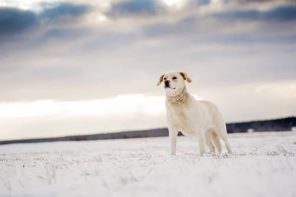 Zimowy Pies Zewnątrz Majestatyczny Labrador Śnieżny Kundel Przeciwko Dramatycznemu Nieba — Zdjęcie stockowe