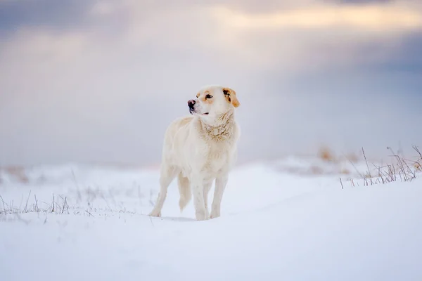 Vinterhund Utomhus Majestätisk Labrador Snö Blandat Mot Dramatisk Sky Begreppet — Stockfoto