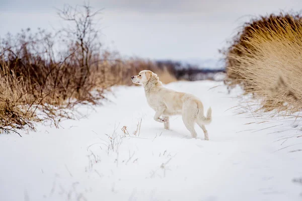 Winter Dog Outdoors Majestic Labrador Snow Mongrel Dramatic Sky Concept — Stock Photo, Image