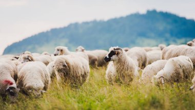 Güzel dağ çayırlarında koyun sürüsü. Grywad, Pieniny, Polonya.