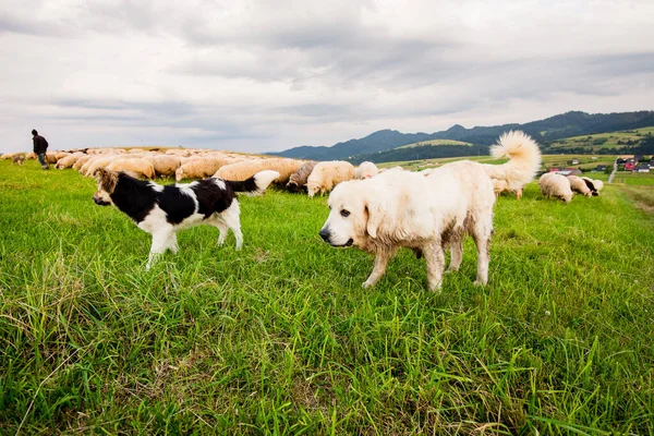 Herd Van Schapen Prachtige Bergweide Grywad Pieniny Polen — Stockfoto