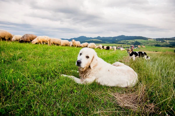 美しい山の牧草地に羊の群れ グライワド Pieniny ポーランド ロイヤリティフリーのストック写真