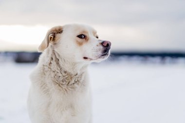 Kış kar manzarası dramatik gökyüzüne karşı kırma köpek.
