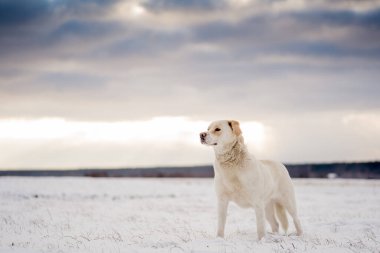 Kış kar manzarası dramatik gökyüzüne karşı kırma köpek.