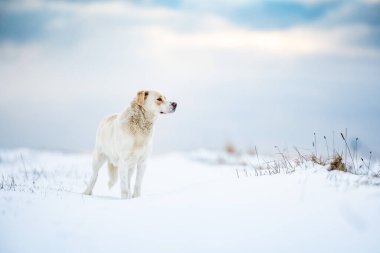 Kış kar manzarası dramatik gökyüzüne karşı kırma köpek.
