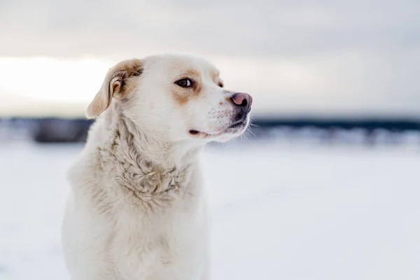 Zimowy Śnieg Krajobraz Kundel Pies Przed Dramatycznym Niebem — Zdjęcie stockowe