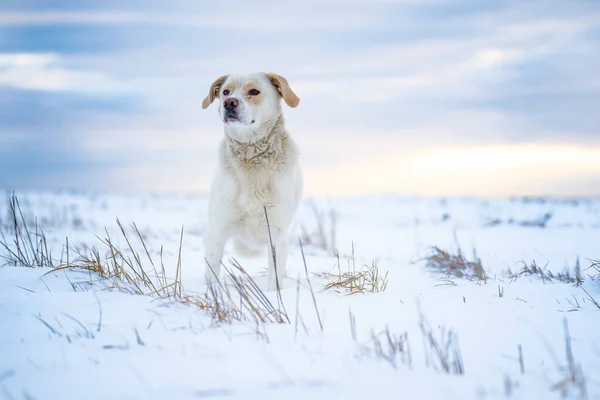 Vinter Snö Landskap Blandras Hund Mot Dramatisk Himmel — Stockfoto