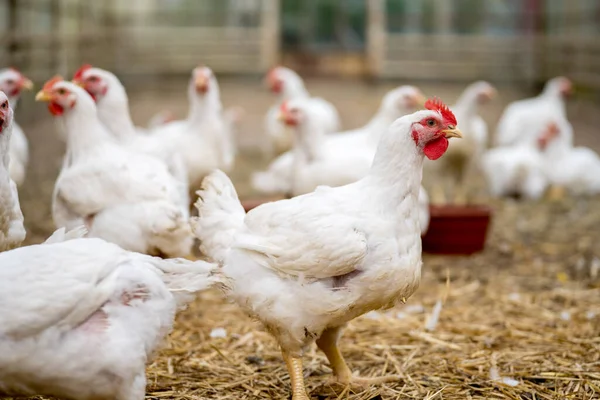 Sekelompok Ayam Putih Kisaran Bebas Broiler Pertanian — Stok Foto